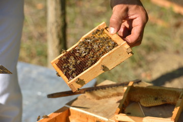 Beekeeper holding frame of honeycomb with working bees