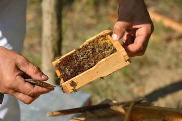 Beekeeper holding frame of honeycomb with working bees