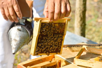 Beekeeper holding frame of honeycomb with working bees