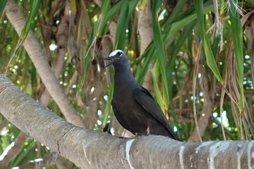 Black noddy tern in Lady Musgrave Island, Australia