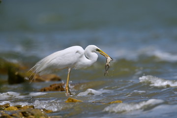 big white egret fishing (ardea alba)