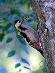 Middle Spotted Woodpecker (Dendrocopos medius) in natural habitat
