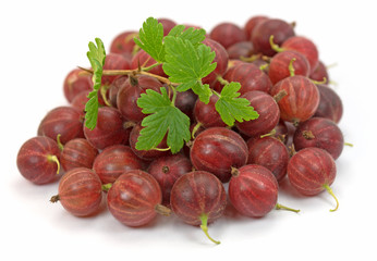 Stachelbeeren, Ribes uva-crispa, Gooseberries