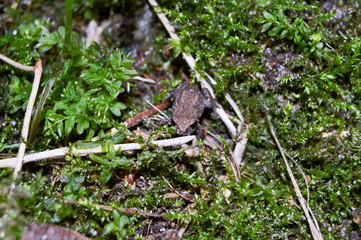 kleiner Frosch im Moos