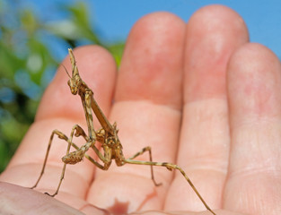 Small Cone Head Mantis