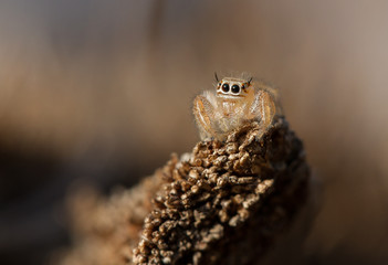 Small Brown Jumping Spider