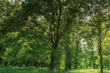 Fototapeta na wymiar Green forest in summer