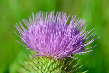 Distel