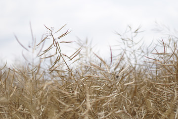 Fototapeta premium Rapsfeld