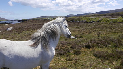 Obraz na płótnie Canvas Eriskay Pony - Outer Hebrides