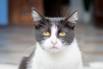 Portrait of a very sad cat sitting on the street