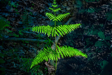 Branch of a fern