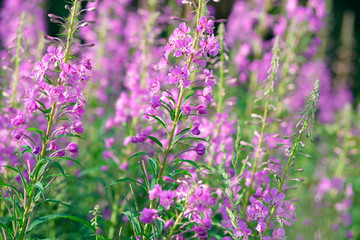 Obraz premium Pink flowers of fireweed (Epilobium or Chamerion angustifolium) in bloom ivan tea