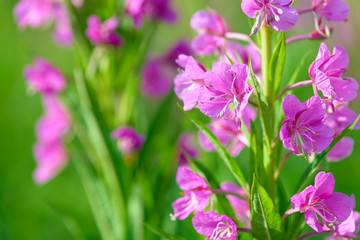 Obraz premium Pink flowers of fireweed (Epilobium or Chamerion angustifolium) in bloom ivan tea