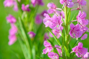 Pink flowers of fireweed (Epilobium or Chamerion angustifolium) in bloom ivan tea. Flowering willowherb