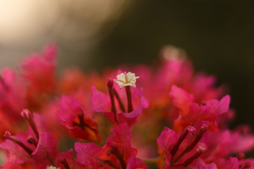 Bougainvillea. Petals in macro photography. Multicolored flowers. Close-up. Summer. India.