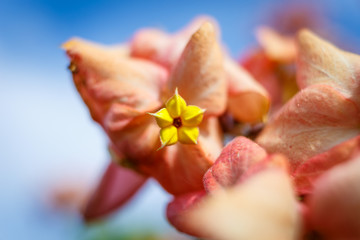Flowers in the garden. Flowers on a green background.Bouquet for greeting cards. Colorful flowers with green leaves  background.