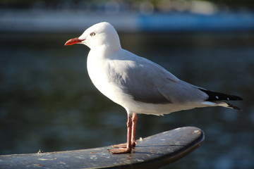 Möwe