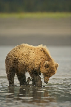 Grizzly Bear (Ursus arctos horribilis) looking for clams on a beach at low tide, Lake Clark NP, Cook Inlet, Alaska