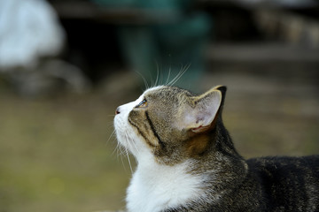 Katzen im Garten in Asien