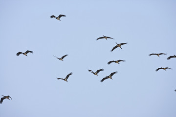 A flock of black storks (Ciconia nigra) migrates over the Straits of Gibraltar