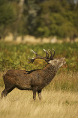 European Red Deer (Cervus elaphus). Autumn, England