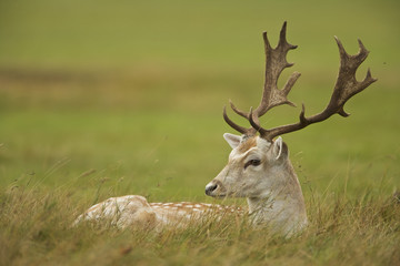 Naklejka na ściany i meble Fallow Deer (Cervus dama). England.
