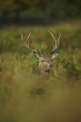 Naklejka na ściany i meble European Red Deer (Cervus elaphus). Autumn, England