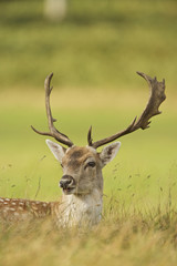 Fallow Deer (Cervus dama). England.
