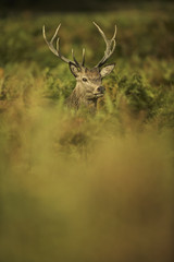 European Red Deer (Cervus elaphus). Autumn, England