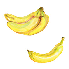 Hand drawn whole and bunch of banana. Watercolor isolated fresh tropical fruits set. Painting vegetarian summer illustration on white background