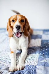 Beagle dog on white background at home lies on bed. Beagle dog yawns 