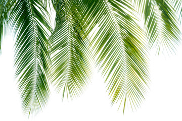 Naklejka premium Coconut leaves isolated on white background