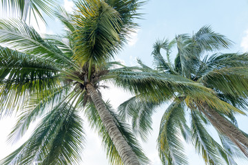Fototapeta na wymiar Coconut palm trees on sky background