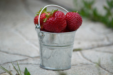 Several strawberry berries in a minimalistic iron bucket on the path
