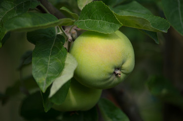 Two green apples on a tree branch in a garden