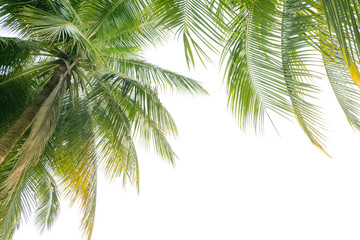 Obraz premium Coconut leaves isolated on white background