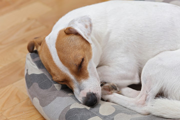 Jack Russell Terrier dog sleeping