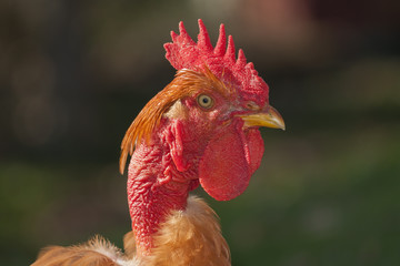 Gallina de cuello pelado.