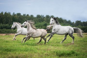 Beautiful white horses running on the pasture