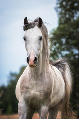 Obraz na płótnie Canvas Portrait of beautiful white arabian horse