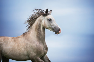 Obraz na płótnie Canvas Portrait of beautiful arabian horse