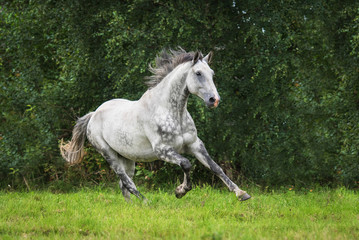 Obraz na płótnie Canvas White horse running gallop