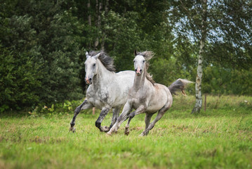 Two white horses running on the field