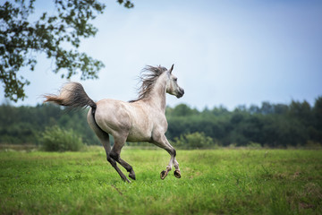 Obraz na płótnie Canvas Beautiful arabian horse