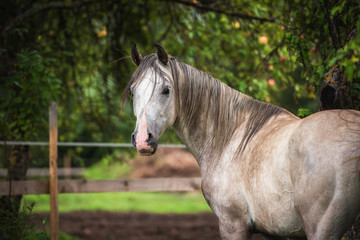 Obraz na płótnie Canvas Portrait of white arabian horse