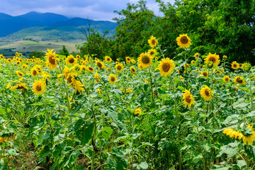 Amazing rural scene with golden sunflowers, Armenia