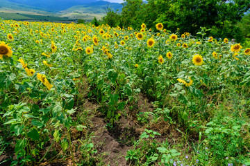 Amazing rural scene with golden sunflowers, Armenia