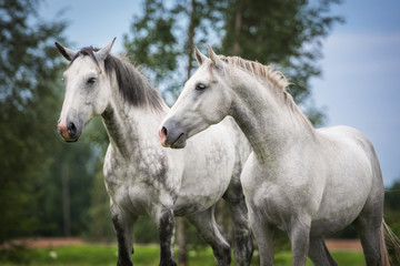 Naklejka na ściany i meble Two beautiful white horses