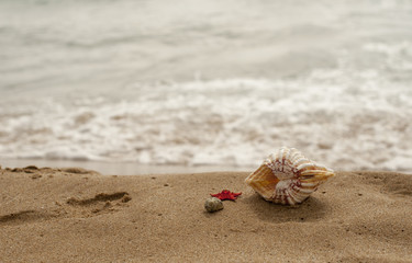 Starfish on the sand and water